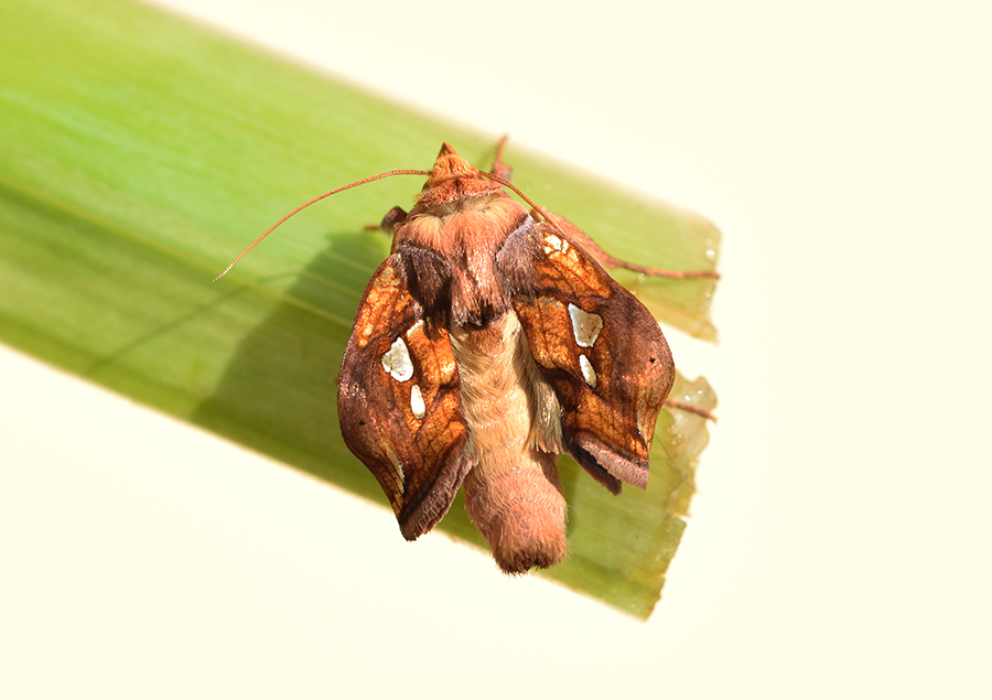 Larva, bozzolo, pupa e adulto di Plusia festucae - Noctuidae